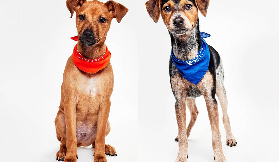 Découvrez les deux chiens sauvés à New York qui ont conquis le cœur du public lors du Puppy Bowl 2026.