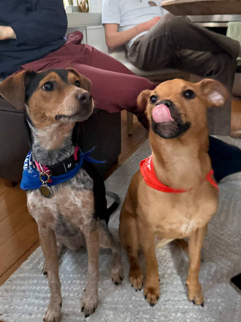 Meet The Two NYC Rescue Dogs Who Stole Hearts At The 2026 Puppy Bowl