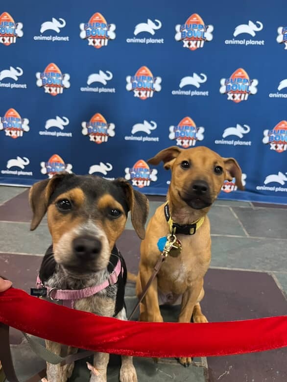 Meet The Two NYC Rescue Dogs Who Stole Hearts At The 2026 Puppy Bowl