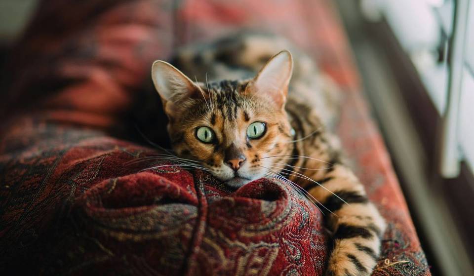 An diesem Valentinstagswochenende kannst du in NYC kostenlos eine Katze adoptieren