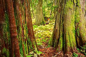 Chun T’oh Whudujut