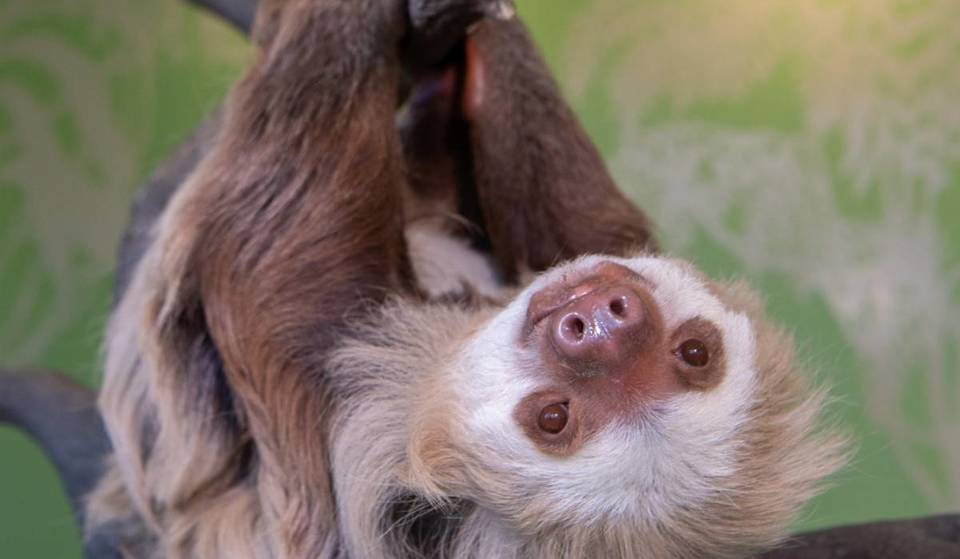 Das herzerwärmendste Tiererlebnis in NYC gibt’s jetzt im Bronx Zoo – mit der Chance, dieses berühmte Faultier persönlich zu treffen.