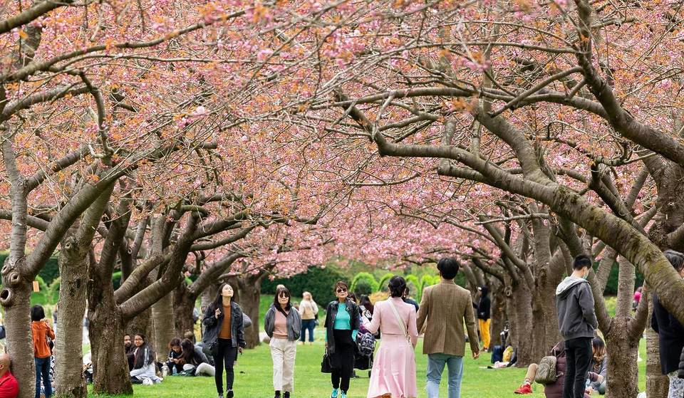 Les meilleures choses à faire à New York ce printemps 2026 : fleurs de cerisier, ouvertures de musées, festivals gastronomiques et plus encore