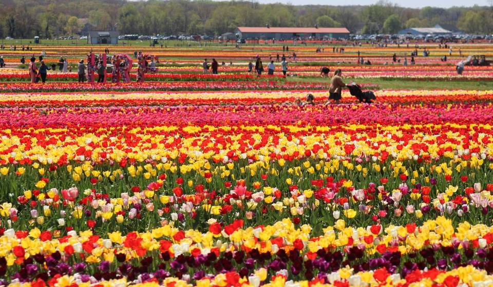 Forget The 8-Hour Flight: This 300-Acre ‘Slice Of Holland’ With 8 Million Tulips Is Just 75 Minutes From NYC