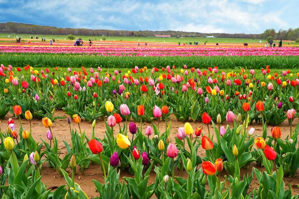 View of a colorful tulip field with flowers in bloom in Cream Ridge, Upper Freehold, New Jersey, United States
