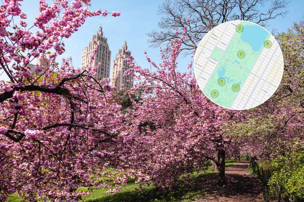 mapa rastreador das flores de cerejeira no Central Park
