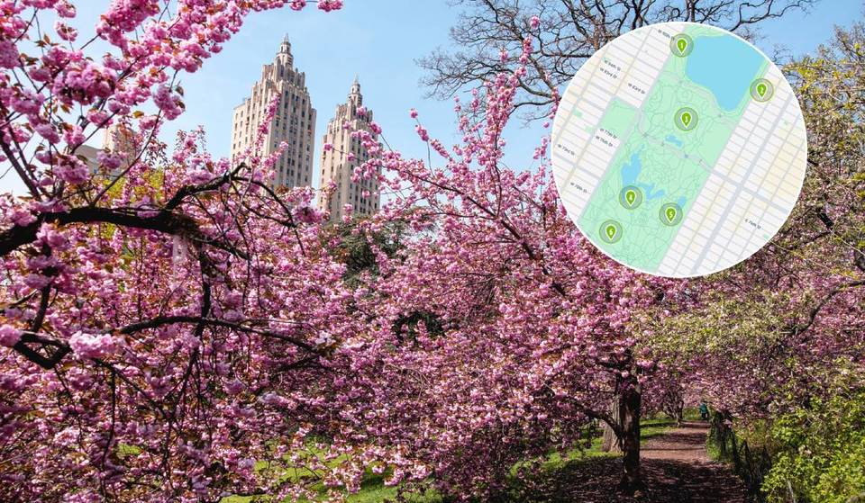 Este mapa en directo sigue la floración de los cerezos de Central Park y muestra cuáles están en pleno apogeo ahora mismo