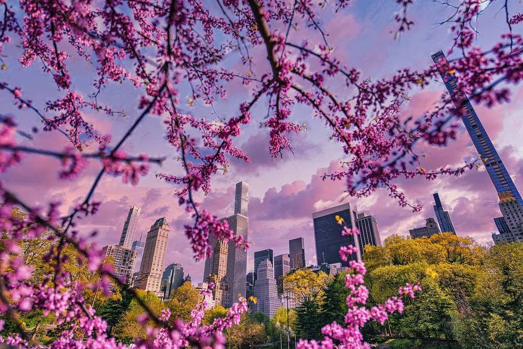 Central Park, vue sur Midtown Manhattan, printemps à New York, cerisier en fleurs, Manhattan, États-Unis, 4.25.2021