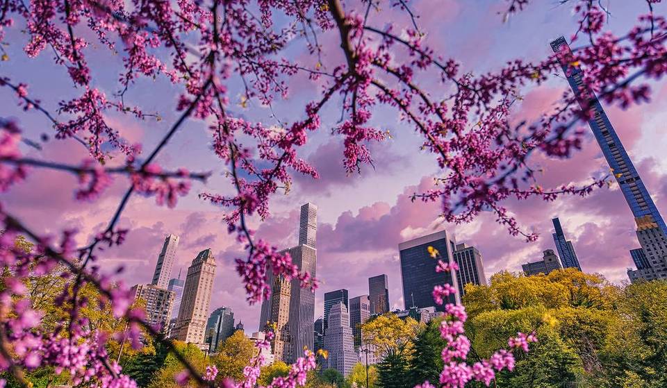 Die Kirschblüten in NYC haben offiziell ihren Höhepunkt erreicht, aber nur für kurze Zeit – hier erfährst du, wie du das atemberaubende Schauspiel genießen kannst, bevor es vorbei ist