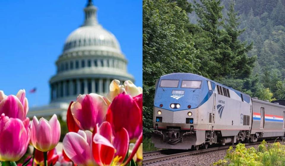 Amtrak Is Offering Rides From NYC To Washington, D.C. For Just $25 — Experience 150,000 Free Tulips At The National Mall And Peak Cherry Blossom Season For The Ultimate Spring Floral Escape