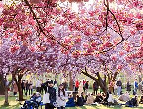 Las mejores cosas que hacer en Nueva York este abril de 2026: exposiciones florales gratuitas, mercados de comida al aire libre y mucho más
