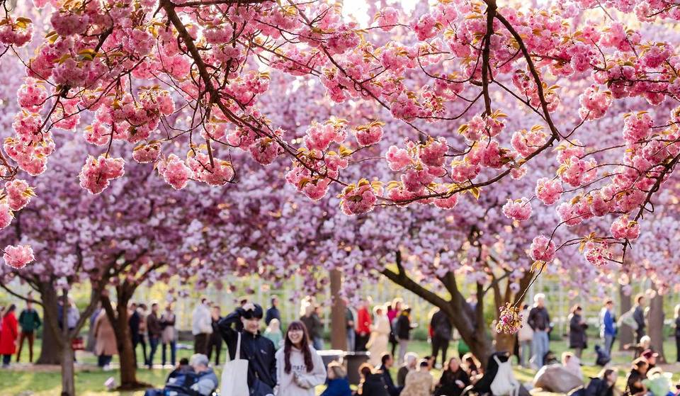 Die besten Aktivitäten in NYC im April 2026: Kostenlose Blumenschauen, Open-Air-Märkte &amp; mehr