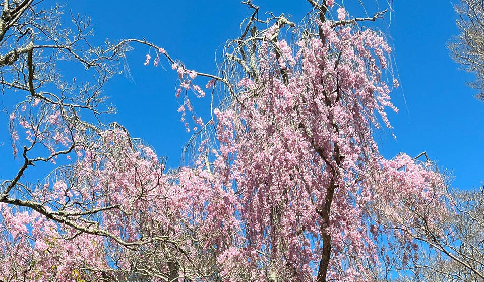 New York’s ‘Little Japan’ Features Kwanzan Cherry Trees About To Hit Peak Bloom In Westchester’s Hidden 3.5-Acre Garden