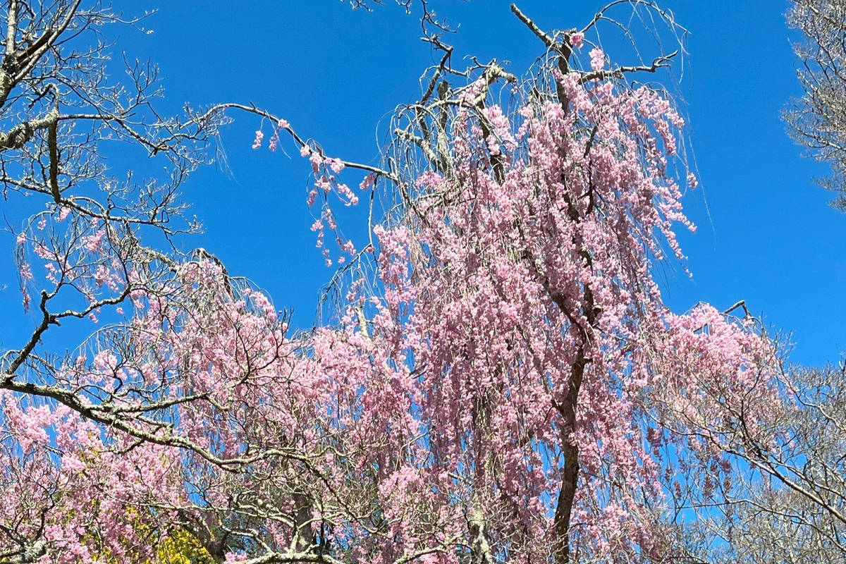 New York's 'Little Japan' Features Kwanzan Cherry Trees About To