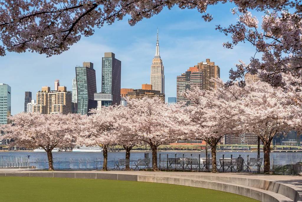 Primavera no Hunter's Point South Park, em Long Island City. Cerejeiras em flor, o East River e os arranha-céus de Manhattan vistos do Queens, Nova York