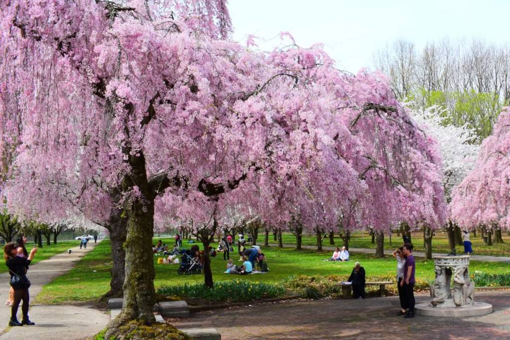 I fiori di ciliegio dello Shofuso Japanese Cultural Center