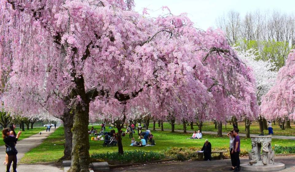 Forget DC: This ‘Kyoto-Level’ Cherry Blossom Oasis Near NYC Is A Pink Paradise Right Now