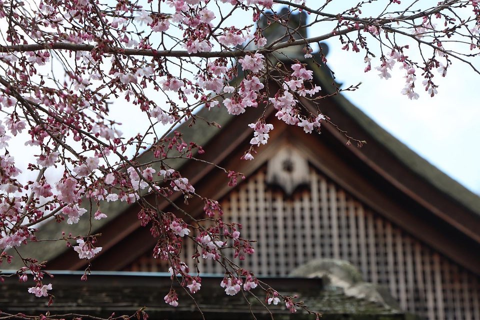 I fiori di ciliegio dello Shofuso Japanese Cultural Center