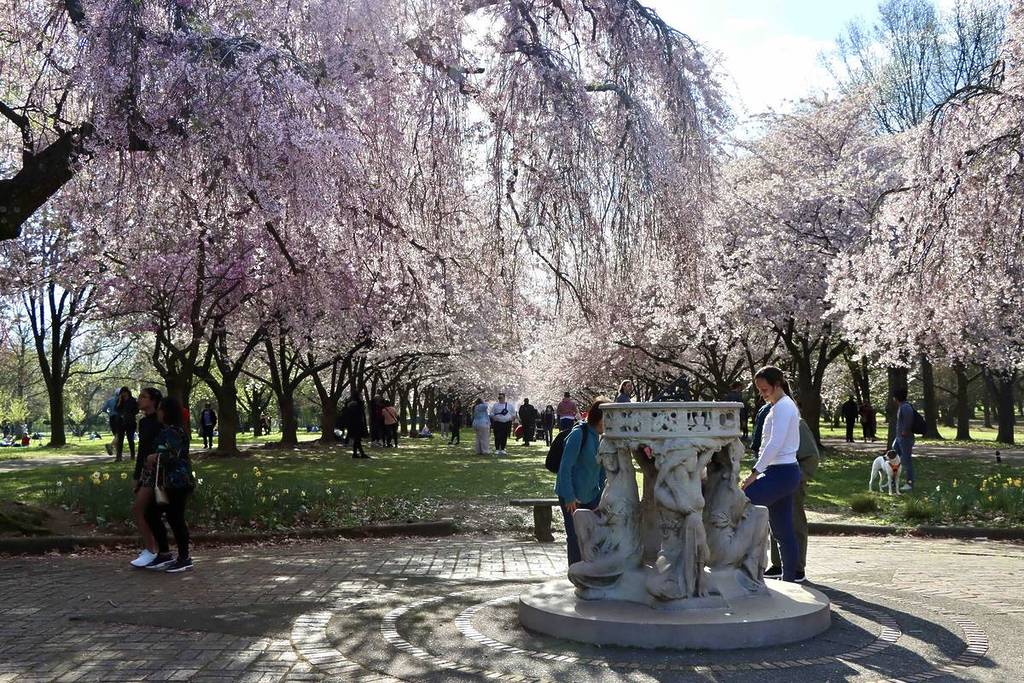 I fiori di ciliegio dello Shofuso Japanese Cultural Center