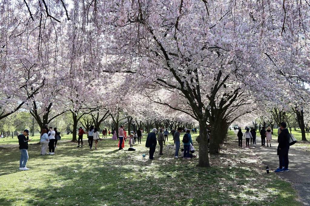 I fiori di ciliegio dello Shofuso Japanese Cultural Center