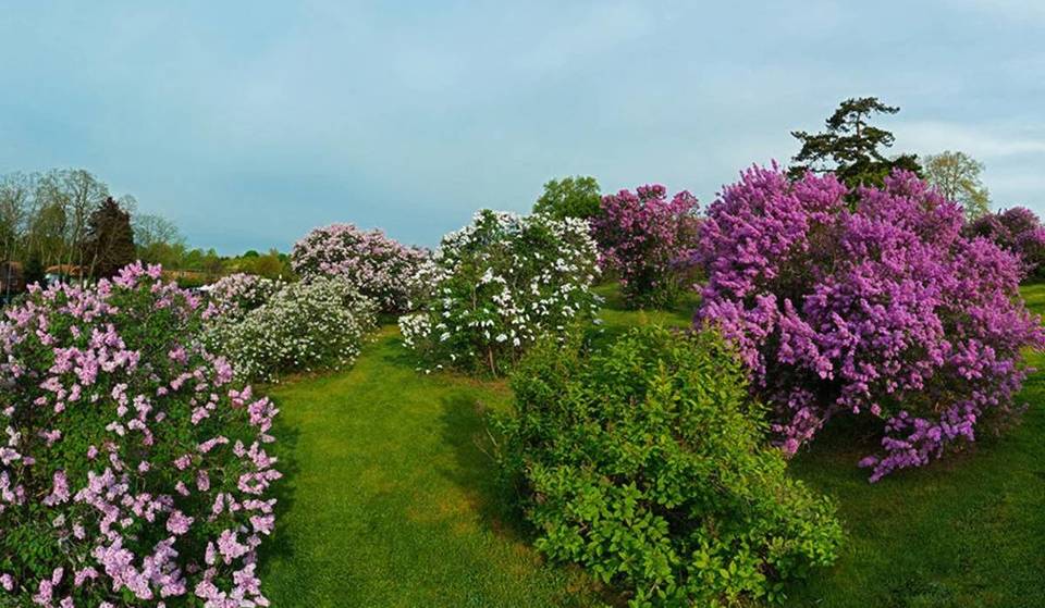 The Largest Lilac Collection In The Country Is Just A Scenic Drive From NYC With Over 500 Varieties In Bloom— And Its Massive 10-Day Bloom Festival Starts Soon