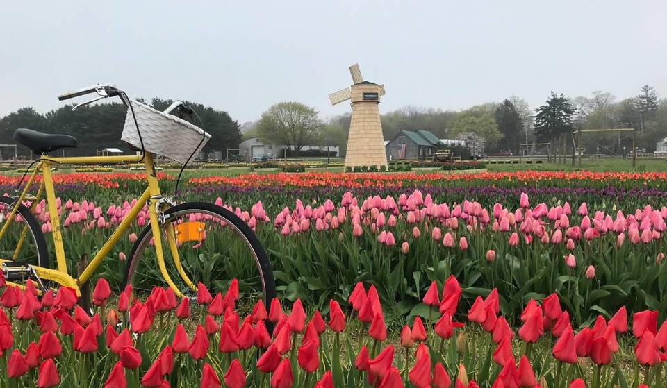 This Stunning Flower Festival Near NYC Is Known As The ‘Little Amsterdam’ of Long Island — And It Opens This Month