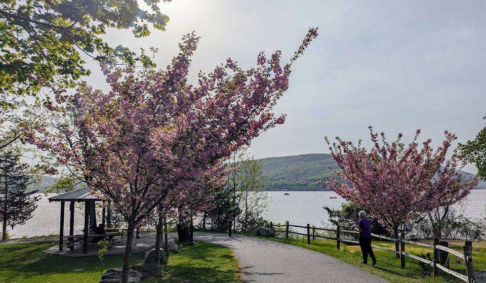 This $14 Train Ride From NYC Leads To A Stunning Cherry Blossom Festival On The Hudson — A ‘Pink Paradise’ Returning For One Day Only In 2026