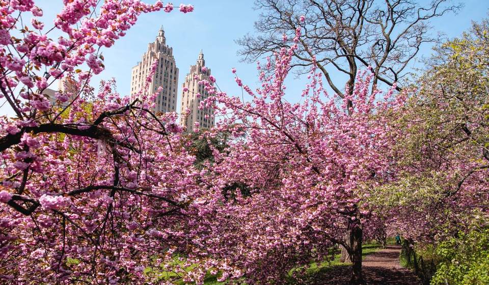 All Of Central Park’s Cherry Blossoms Just Hit 100% Peak Bloom: Why You Need To Visit This Week