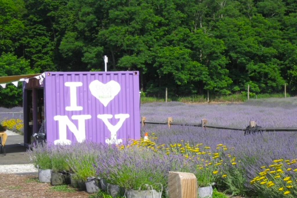 A solo un corto trayecto en LIRR desde Nueva York: una enorme granja está oficialmente en pleno esplendor, con 80 000 plantas de lavanda francesa que alcanzarán su máximo esplendor durante las próximas dos semanas