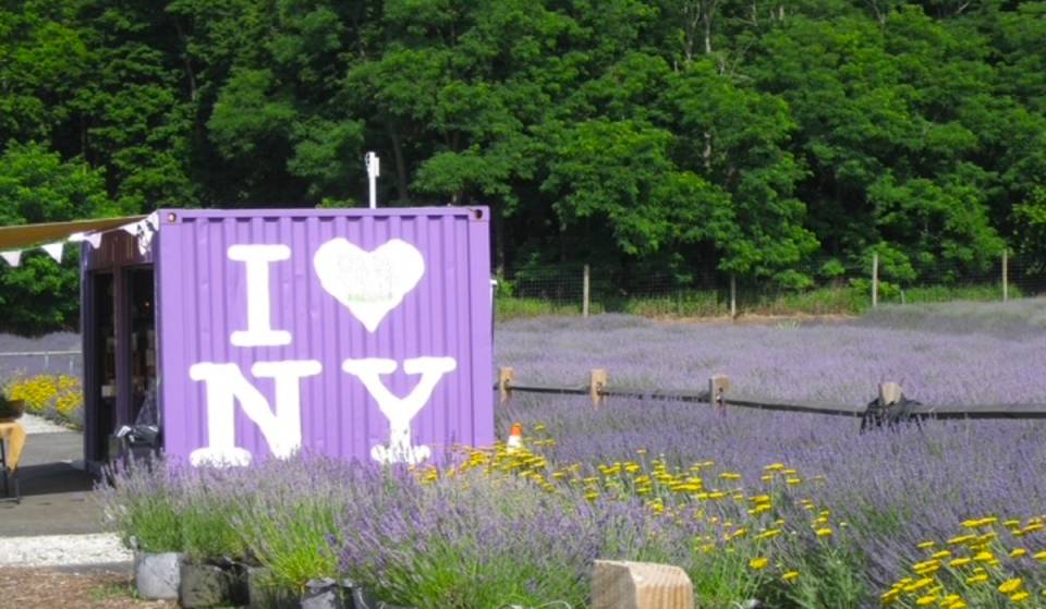 A pochi minuti di treno LIRR da New York: un’enorme fattoria è ufficialmente in piena fioritura — con 80.000 piante di lavanda francese che raggiungeranno il loro massimo splendore nelle prossime due settimane
