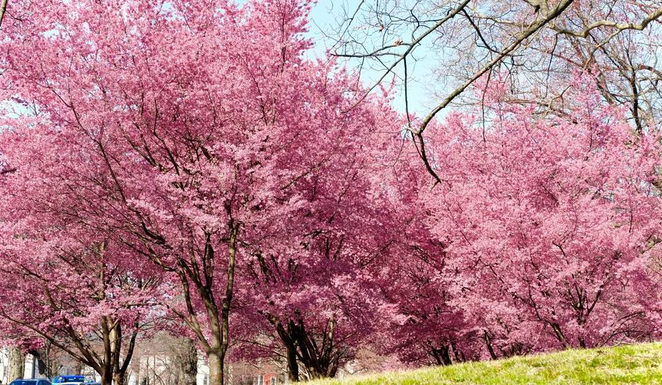 A maior coleção de cerejeiras em flor da América atingiu oficialmente o auge da floração — fica a apenas 30 minutos de Nova York e tem 2.000 árvores a mais do que Washington, D.C.