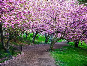 La «regla secreta» de las 7:30 a. m. para ver los cerezos en flor de Central Park sin el caos