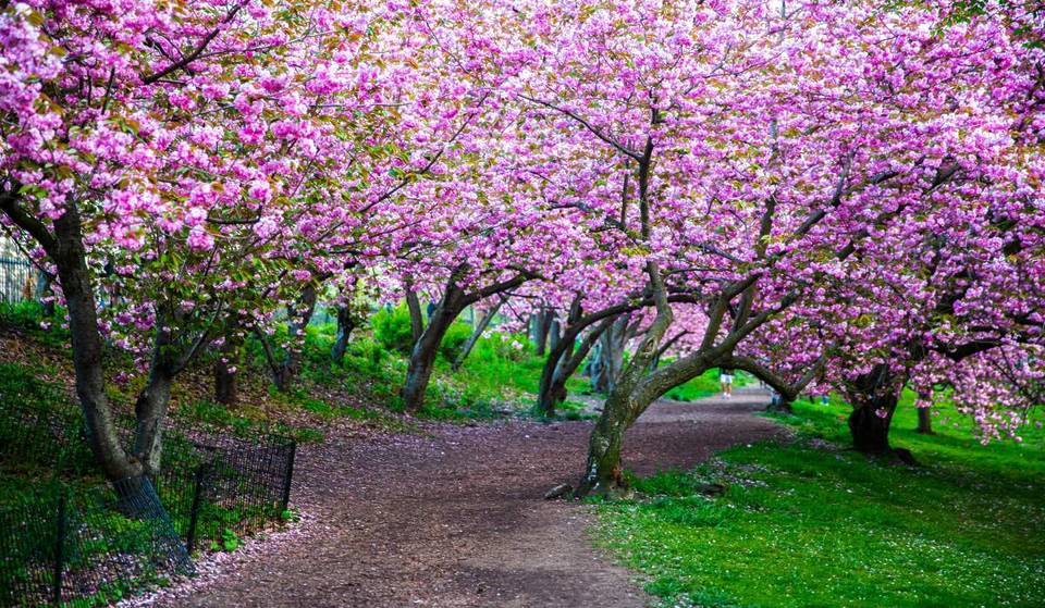 Die „geheime“ 7:30-Uhr-Regel, um die Kirschblüten im Central Park ohne das Chaos zu sehen