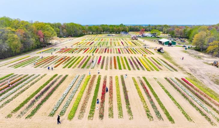 A solo 2 horas de Nueva York: esta granja de 99 acres acoge el festival de tulipanes más grande de los tres estados, con 1,5 millones de flores y una enorme cervecería al aire libre primaveral