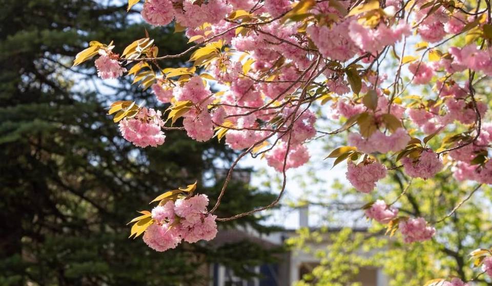 This 172-Acre Car-Free Oasis Is Just A Scenic, 8-Minute Ferry Ride From NYC — And Its ‘Showstopper’ Cherry Blossoms Are Hitting Peak Bloom Right Now