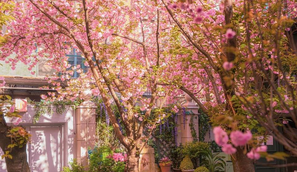 NYCs viralester Ort für Kirschblüten hat gerade seine volle Blüte erreicht – lerne die atemberaubende Blumenterrasse in SoHo kennen, die als „pariser Oase“ der Stadt bekannt ist