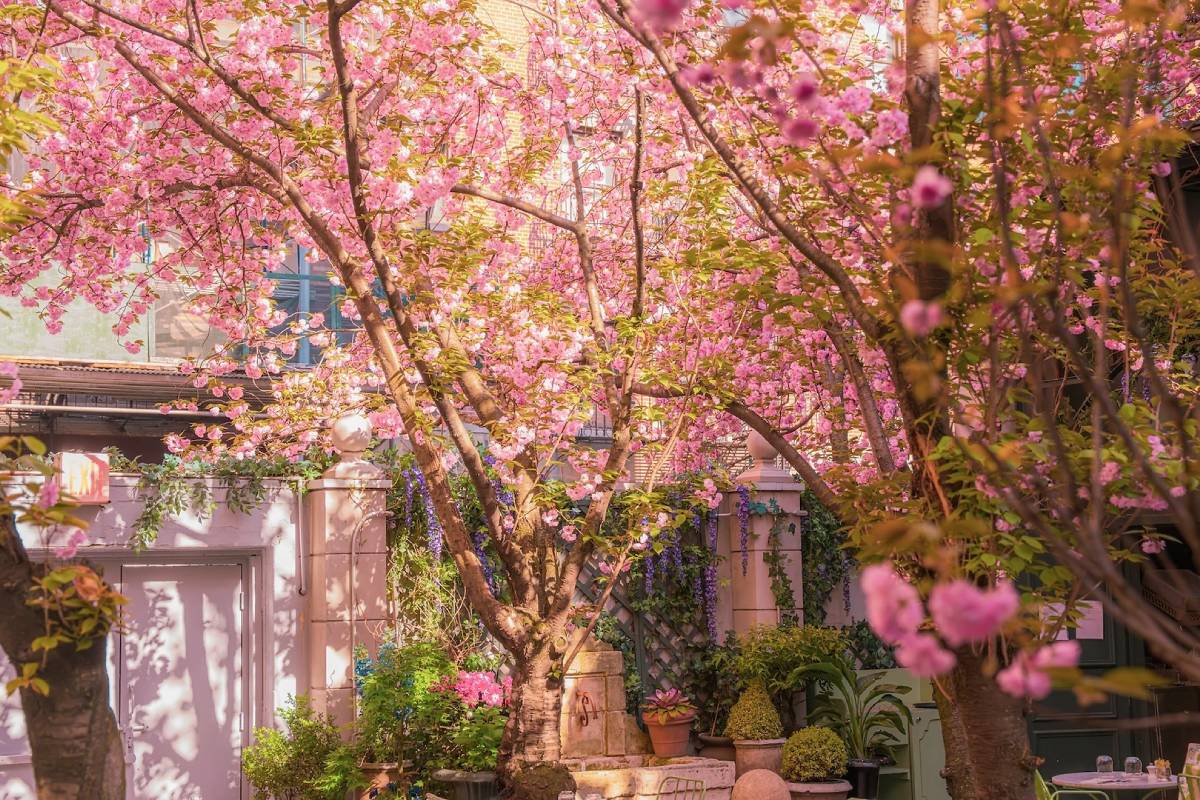 NYC's Most Viral Cherry Blossom Spot Just Hit Peak Bloom — Meet