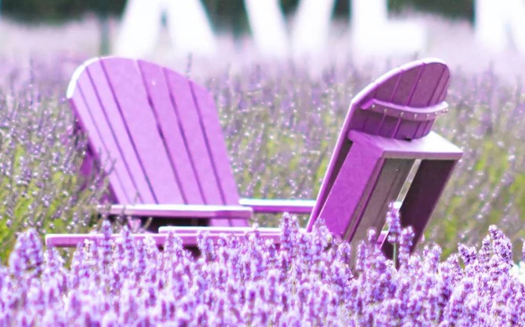 Dieses „lila Paradies“ mit 80.000 Pflanzen ist ein Stück Provence, nur eine kurze Zugfahrt von NYC entfernt