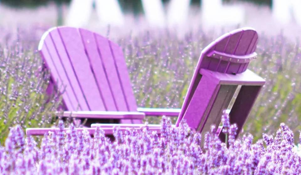 This 80,000-Plant ‘Purple Paradise’ Is A Slice Of Provence Just A Short Train Ride From NYC