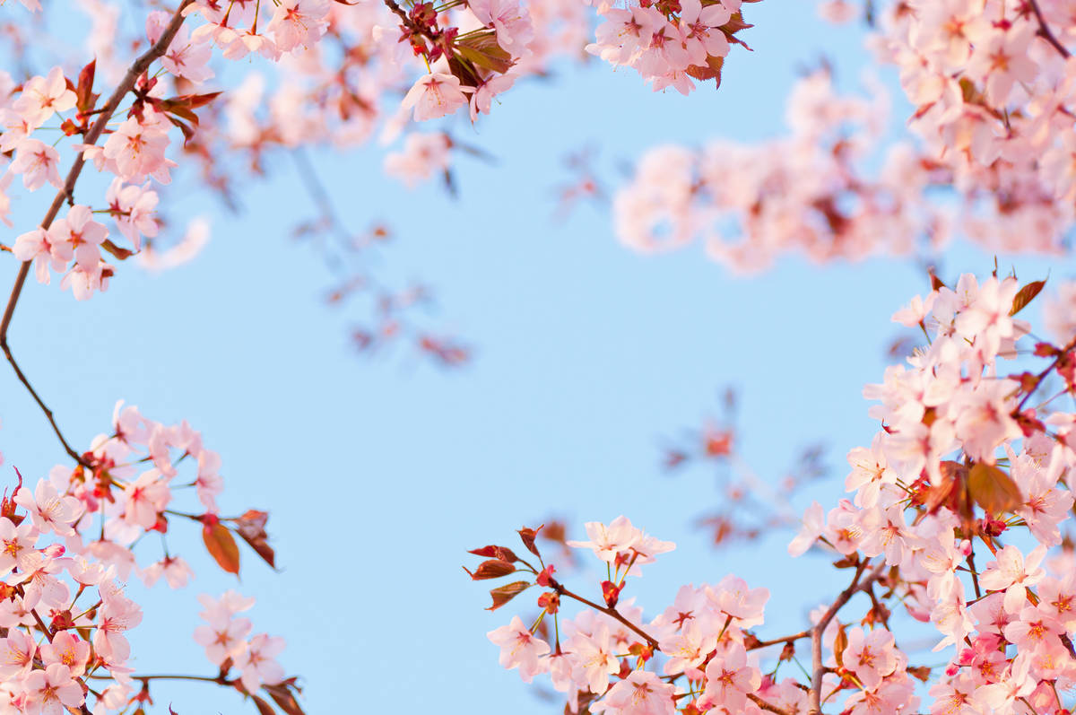 Cherry Blossoms