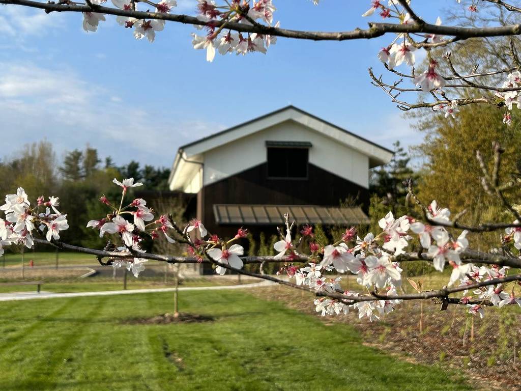 Just 2 Hours From NYC: A Massive Free Cherry Blossom Festival Is Taking Over This Hudson Valley Sake Brewery This Weekend Only