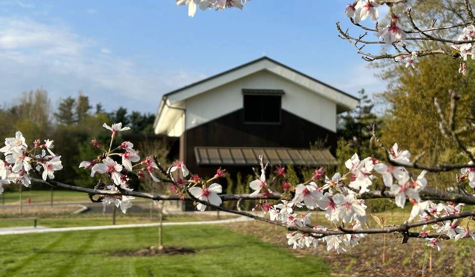 Just 2 Hours From NYC: A Massive Free Cherry Blossom Festival Is Taking Over This Hudson Valley Sake Brewery This Weekend Only