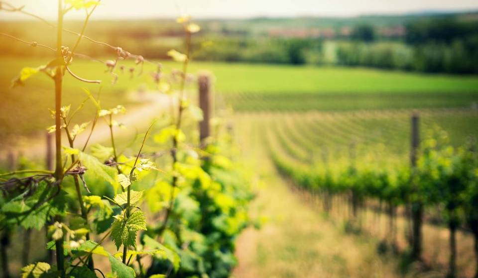 New York’s “Bordeaux” Is Hosting A Massive Wine Celebration Next Month — With Live Jazz, Grape Stomping And An Appearance By America’s Oldest Winery