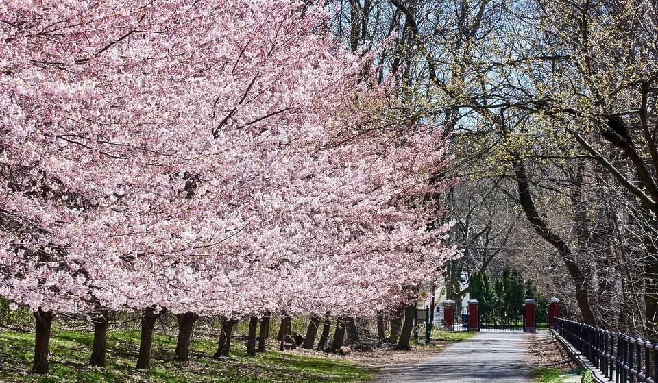 Forget Central Park: NYC’s Undisputed ‘Cherry Blossom Capital’ Boasts Over 1,100 Trees Peaking Right Now