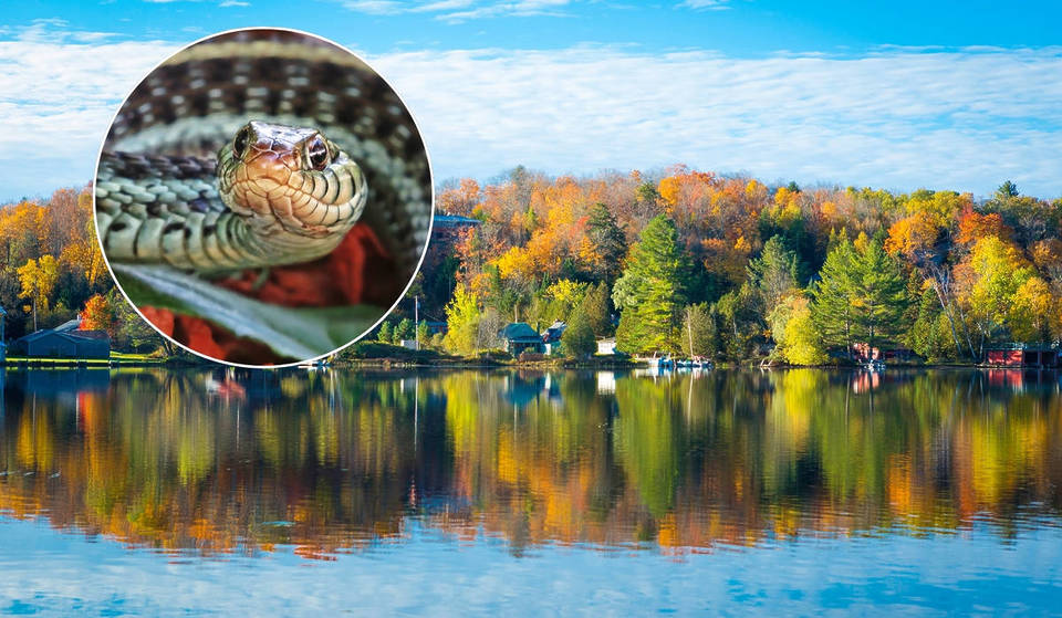 This Upstate NY Lake in The Adirondacks is One of the Most ‘Snake-Filled’ in the U.S.