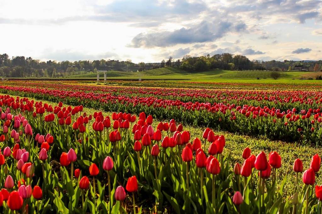Kelder's Farm Tulip Festival