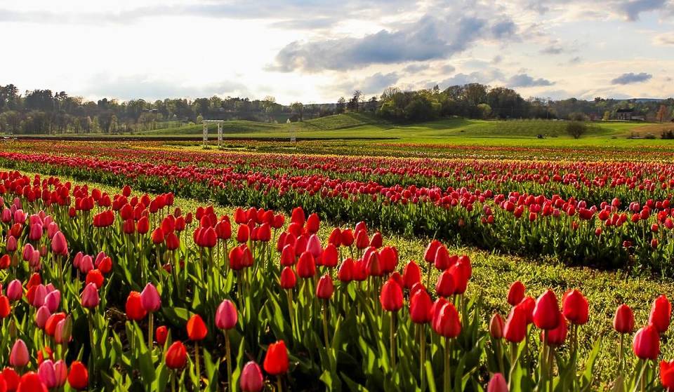 Only 2 Hours From NYC: This 10-Acre Farm Kicks Off Their Massive Tulip Festival This Weekend — With 800,000 Colorful Blooms, Food, Cider, Farm Fun, &amp; More