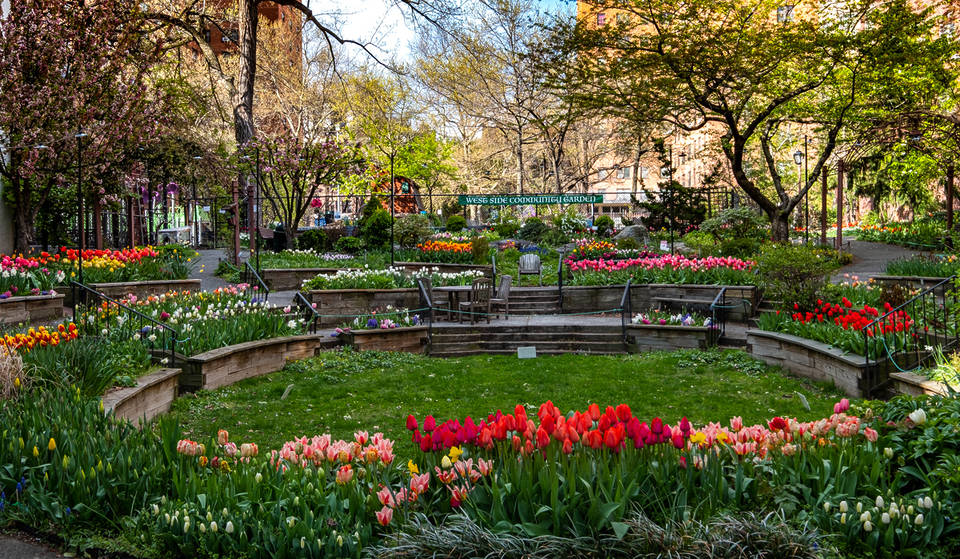 Forget The Netherlands: 13,000 Colorful Tulips Are Taking Over This Hidden UWS Garden Right Now