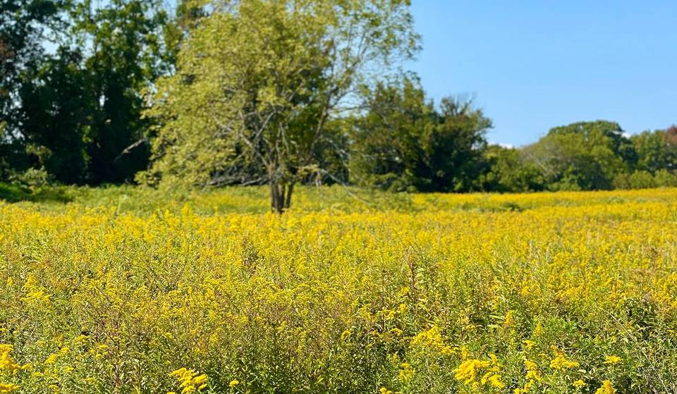 Les meilleurs experts environnementaux de New York viennent de désigner ces 4 escapades nature comme les meilleures « excursions printanières » au départ de New York