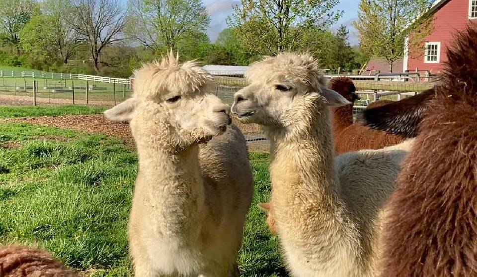 Cette ferme, située à seulement 45 minutes de la ville, possède son propre « sanctuaire d’alpagas » — où tu peux te promener dans des champs en fleurs en compagnie de ces adorables créatures